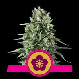 Power Flower