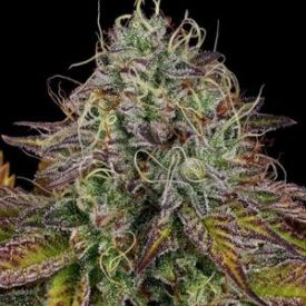 Paradise Seeds Apricot Candy Feminized