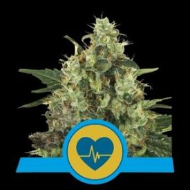 Medical Mass CBD