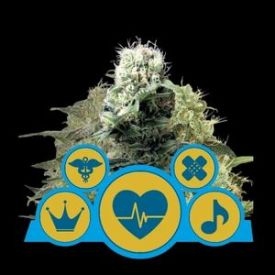 Mix CBD Feminised Seeds