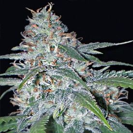 Vision Seeds Amnesia