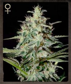 White Lemon Feminised Seeds