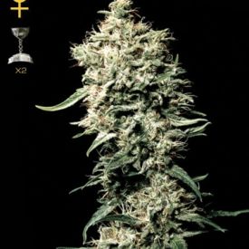 GreenHouse Seeds White Rhino Feminized