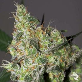 White Russian Feminized