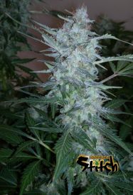 White Sirius Autoflowering Feminised Seeds