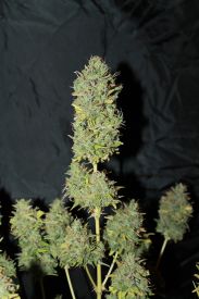 White Widow Auto Feminised Seeds