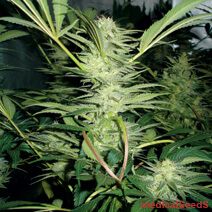 White Widow Feminised Seeds