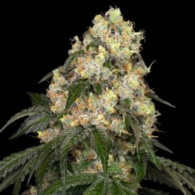 White Biscotti OG XXL Feminized