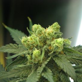 Wonder Woman Feminised Seeds