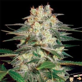 World of Seeds Afghan Kush Ryder Autoflowering Feminized