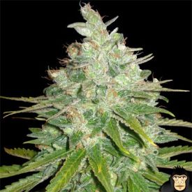 World of Seeds Afghan Kush x Black Domina Feminized