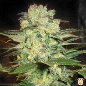 World of Seeds Afghan Kush x White Widow Feminized