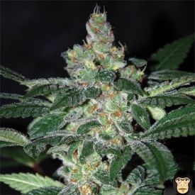 World of Seeds Amnesia Feminized