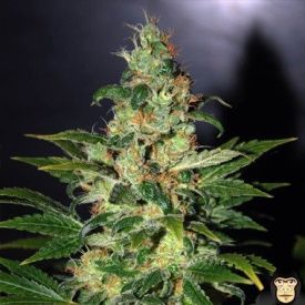 World of Seeds Chronic Haze Feminized