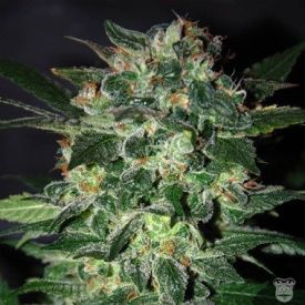 World of Seeds Domina Star Feminized