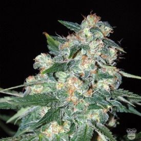 World of Seeds Ketama Feminized