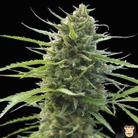 World of Seeds Kilimanjaro Feminized