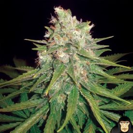 World of Seeds Mazar x Great White Shark Feminized