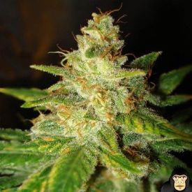 World of Seeds New York Special Feminized