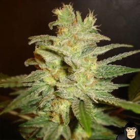 World of Seeds Northern Light x Big Bud Feminized