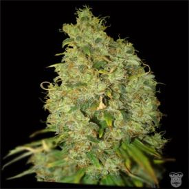 World of Seeds Northern Light x Skunk Feminized