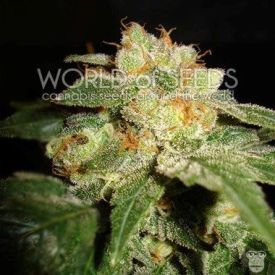 World of Seeds Privilege Feminized