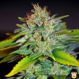 World of Seeds Skunk 47 Feminized