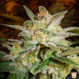 World of Seeds Star 47 Feminized