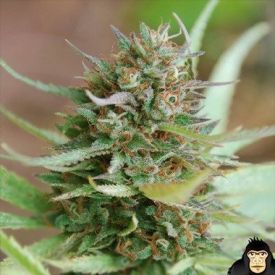 World of Seeds Strawberry blue Feminized