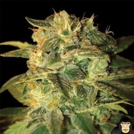 World of Seeds Sugar Mango Ryder Autoflowering Feminized