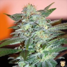 World of Seeds Yumbolt 47 Feminized