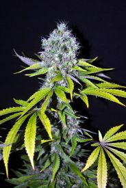 Yummy CBD Feminised Seeds