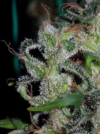 Zamaldelica Feminised Seeds