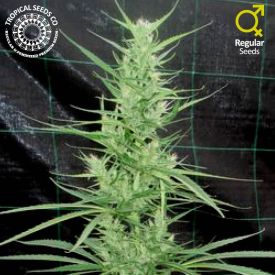 Zambian Regular Seeds