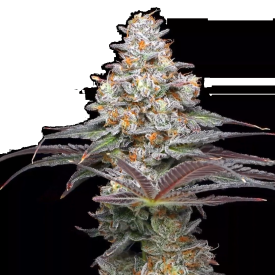 Zerealz Feminized