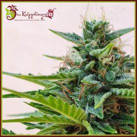 Zesty Zkittles Auto Feminised Seeds