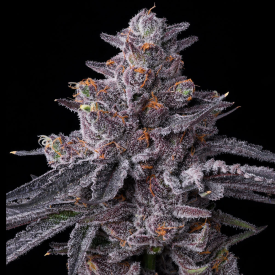 Zillions Feminized Cannabis Seeds