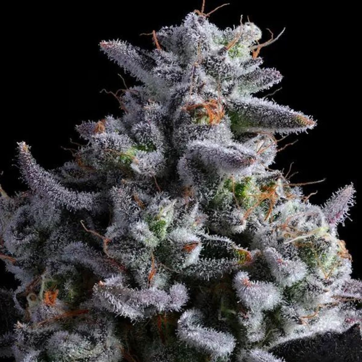 Elementz Feminized Seeds – 38% THC Anesia Heavy Hitter