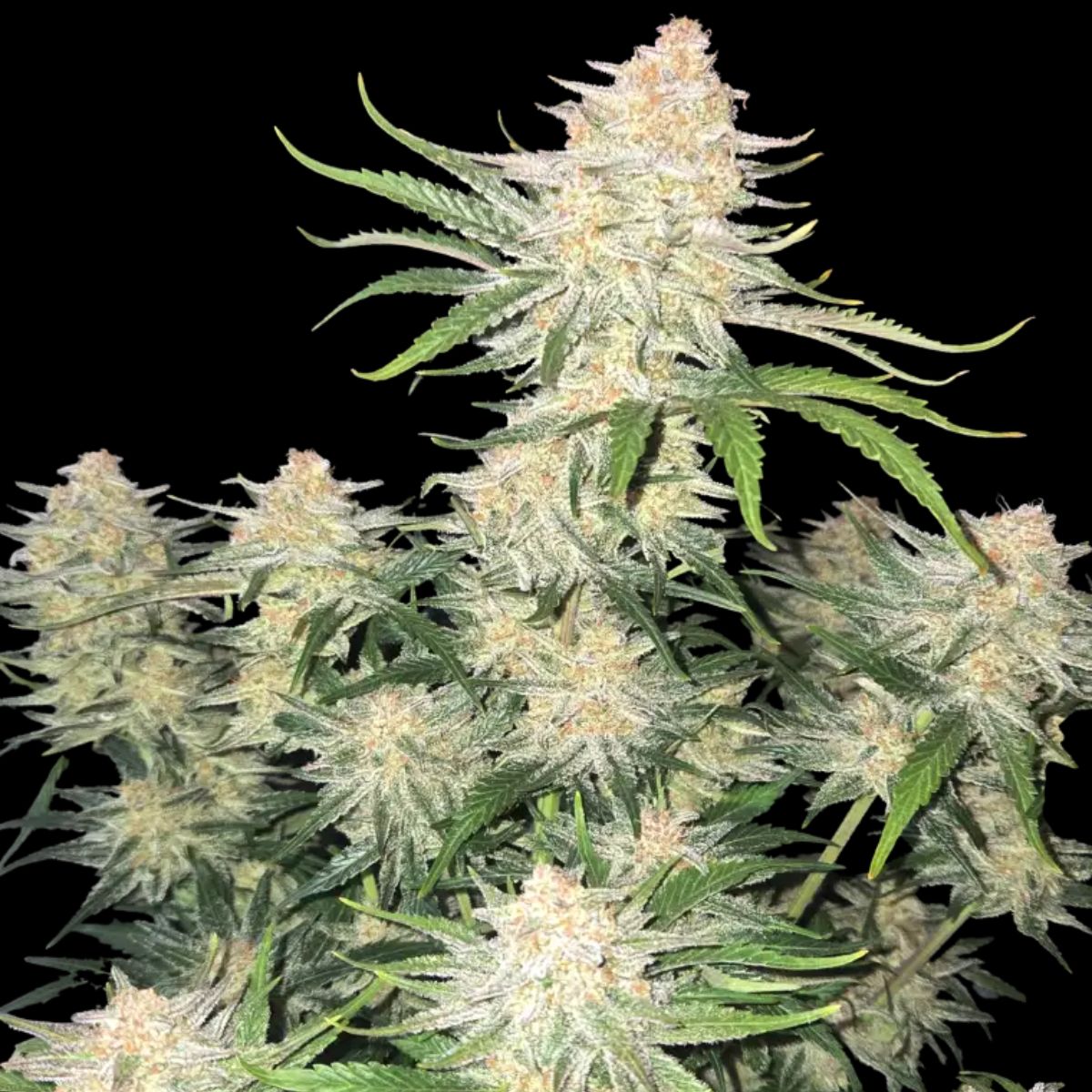 Strawberry Gorilla Auto by Fast Buds