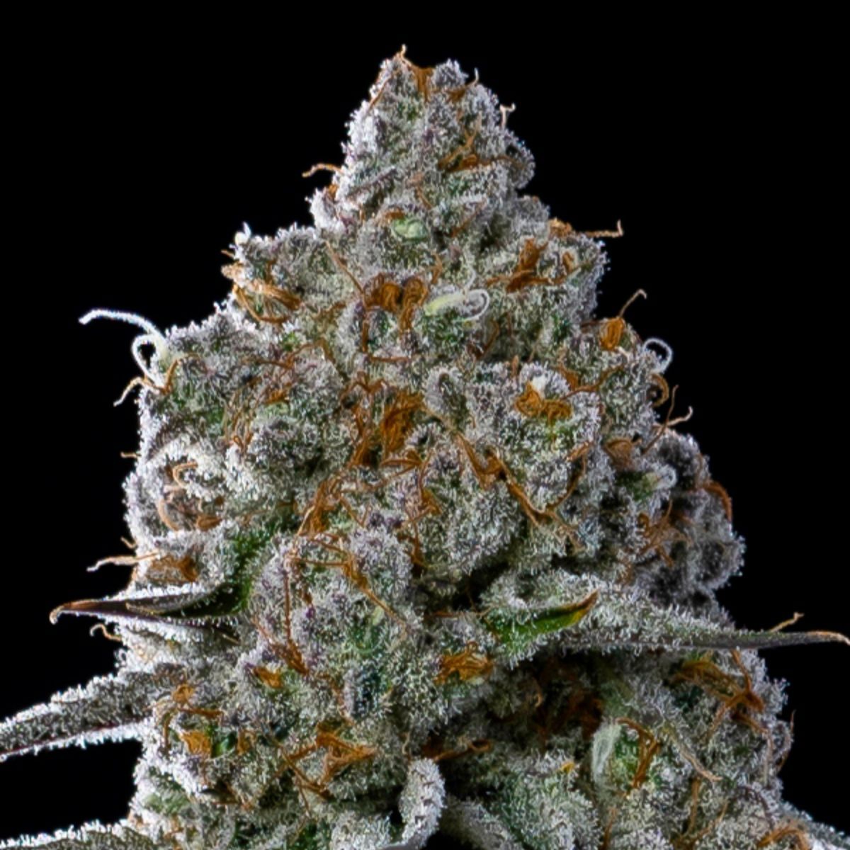 Fryday Boof Feminized Seeds