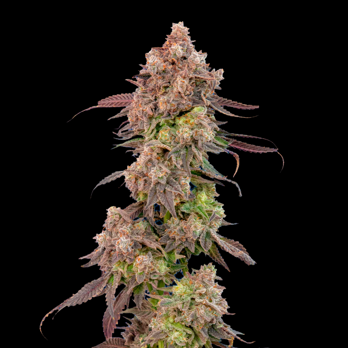 Gas Face Auto Cannabis Seeds by Mavericks Genetics
