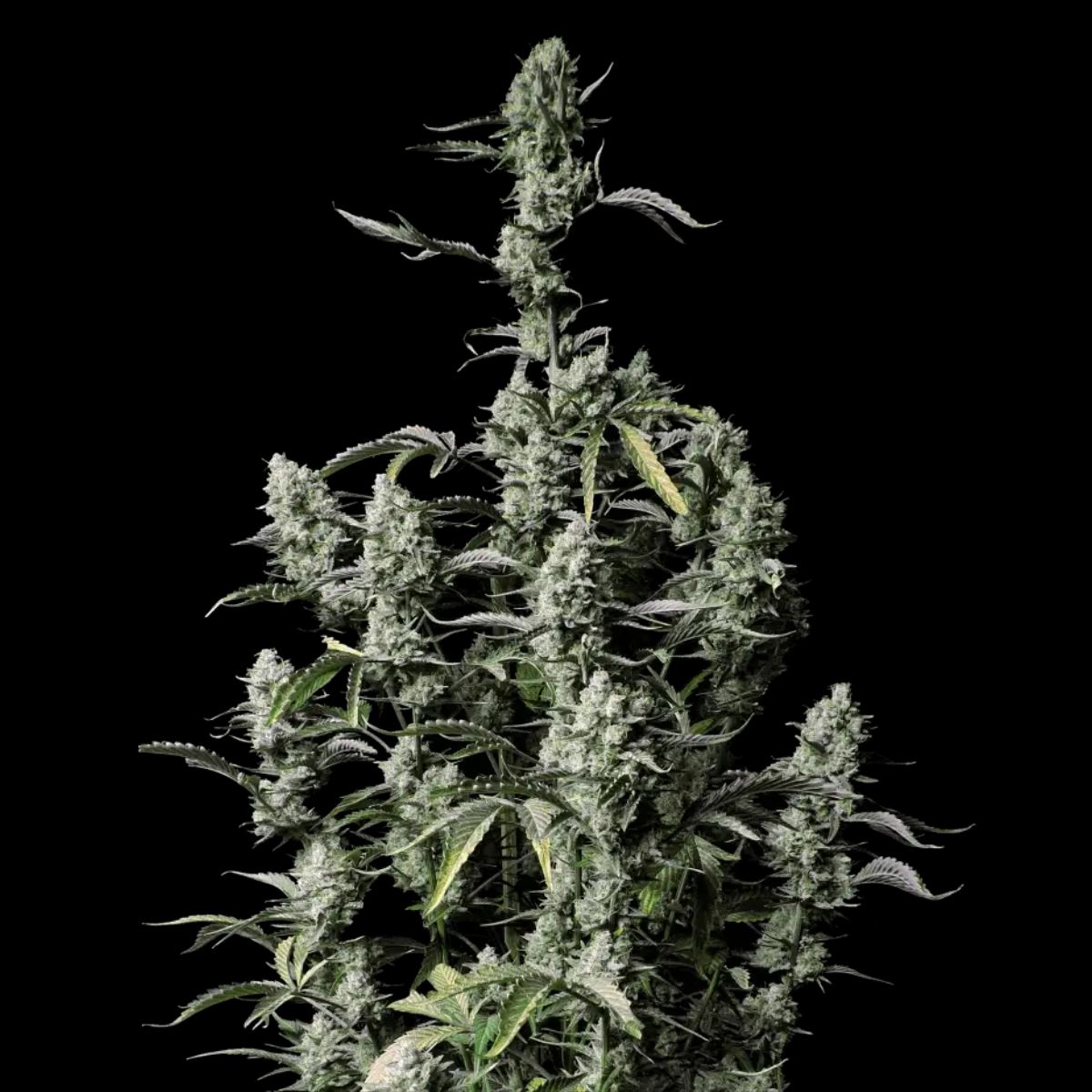 Gorilla Z Auto by Fast Buds