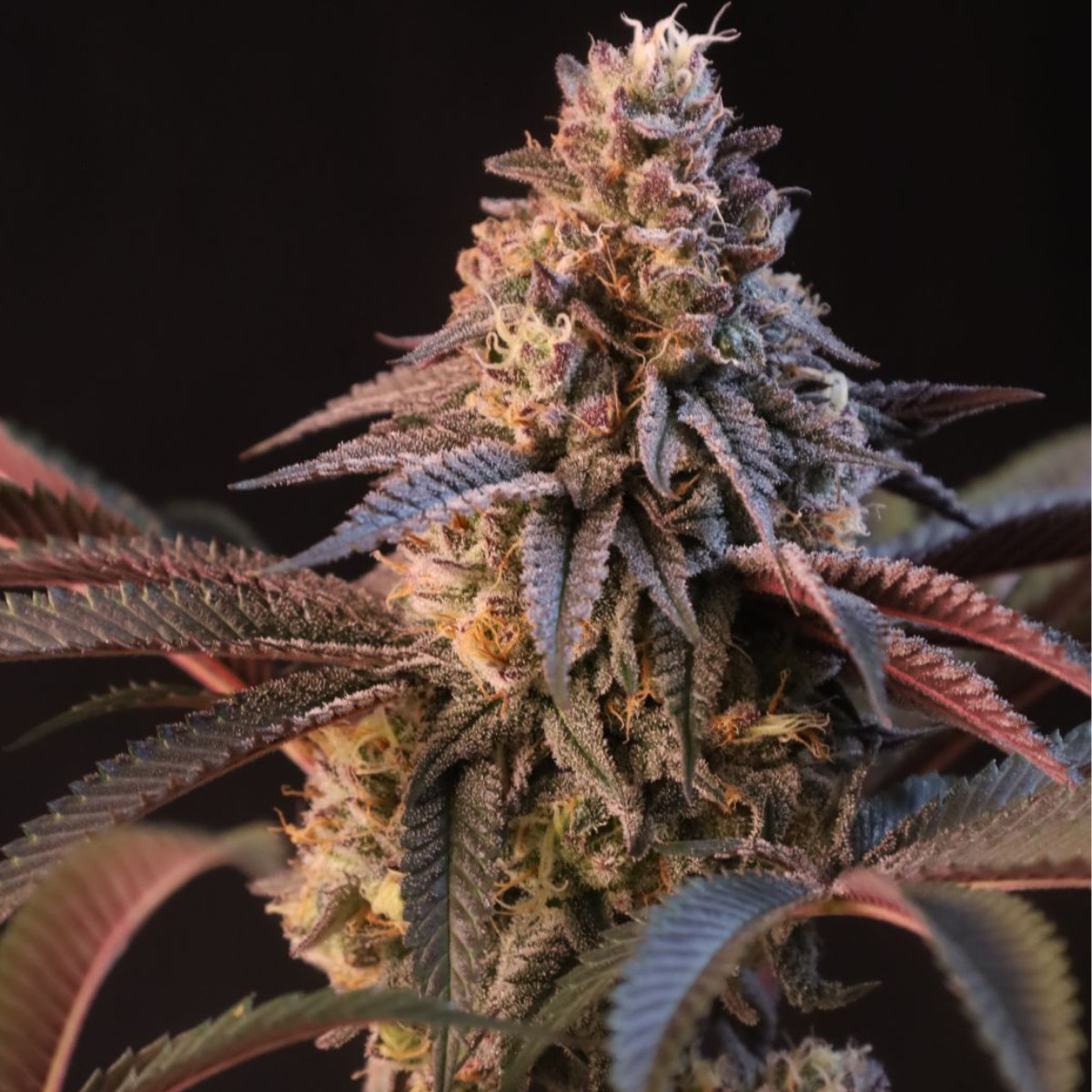 Lemon Cherry Runtz Auto by Fast Buds – Zesty Lemon & Cherry Terpenes