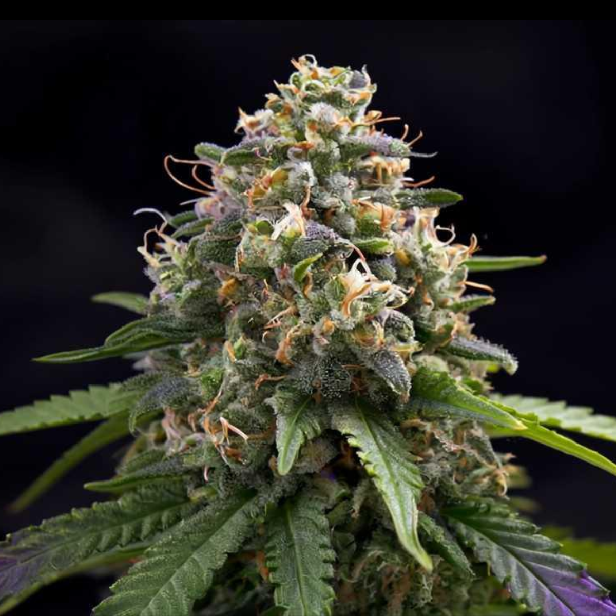 Lemon Cherry Auto by Advanced Female Seeds — BOGOF