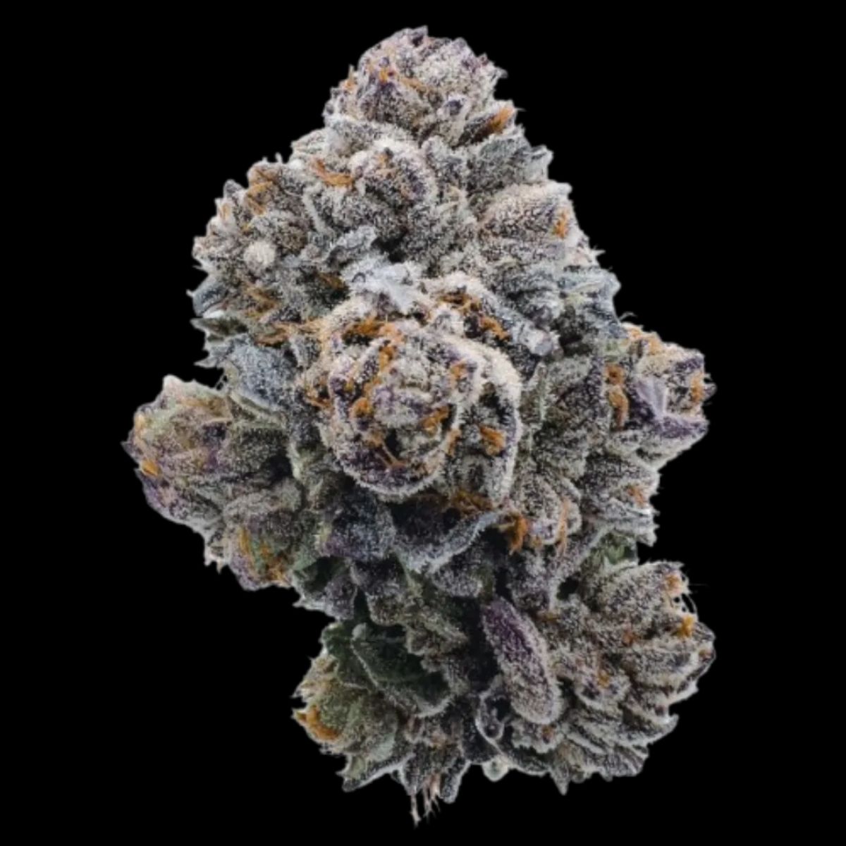 Pink Glitterbomb Feminized by Growers Choice