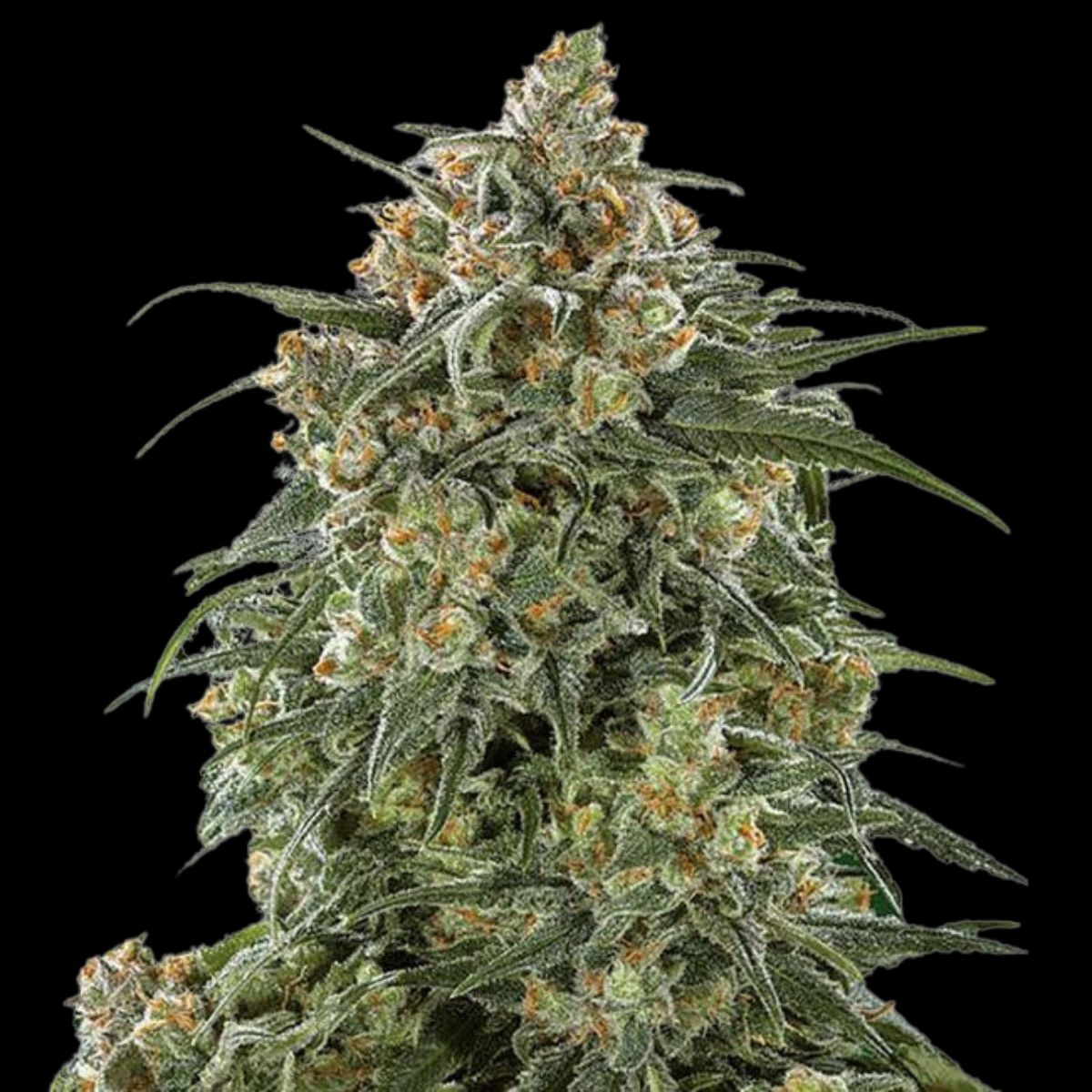 Sherbet 3N Triploid by Advanced Female Seeds – Triploid Feminised Cannabis