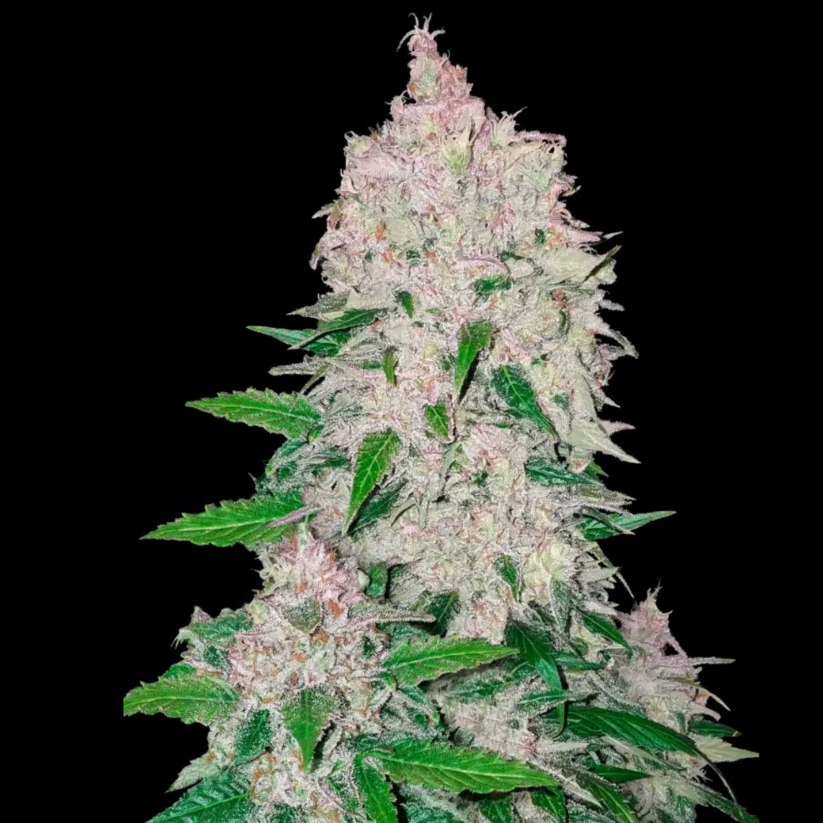 Stardawg Auto cannabis strain - FastBuds