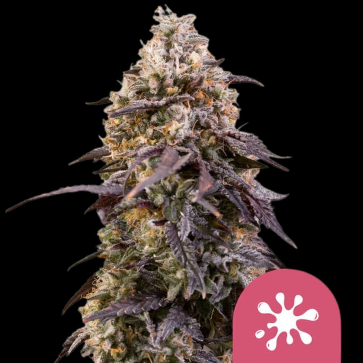 Sticky Queen feminized cannabis seeds by Royal Queen Seeds — 9 weeks flowering