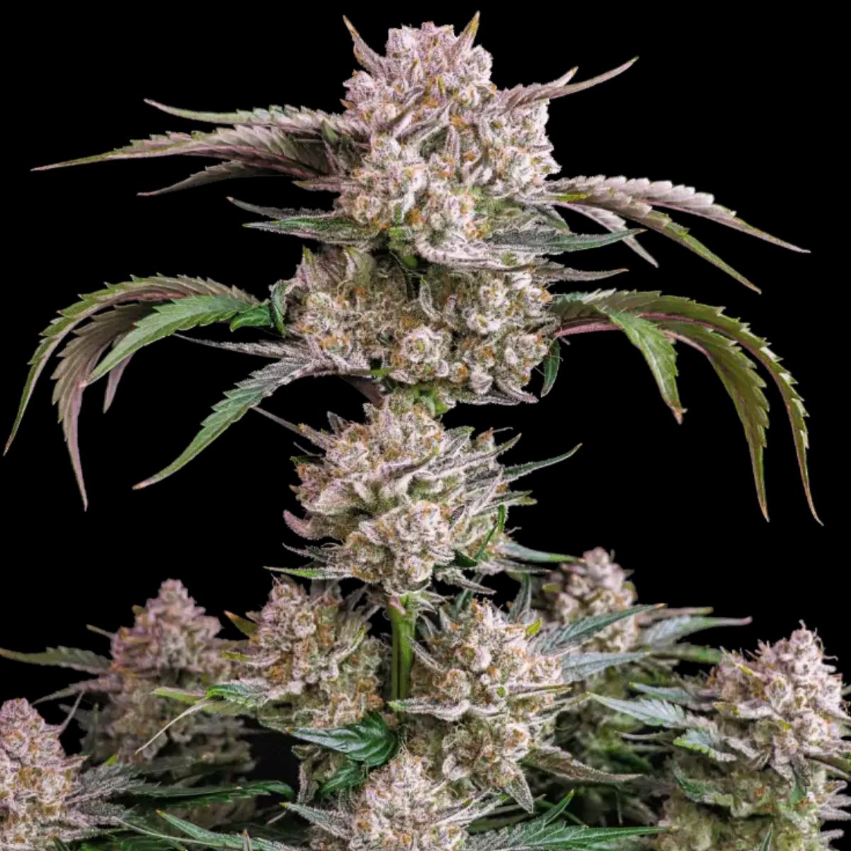 Strawberry Gorilla Auto cannabis seeds by FastBuds