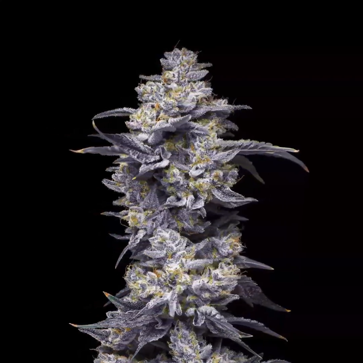 Twix Milkshake Feminized Cannabis Seeds by Mavericks Genetics